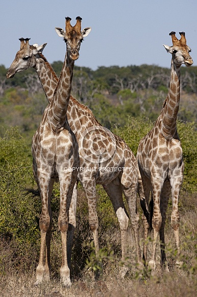 Three Giraffe (Giraffa camelopardalis)