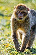 Barbary macaque walking