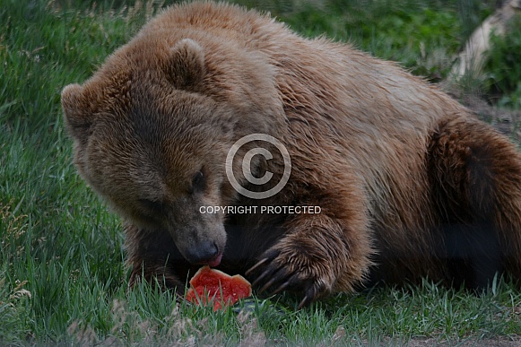 Grizzly Bear eating some fruit