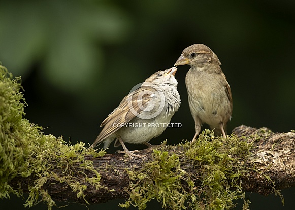 House Sparrow Feeding Young