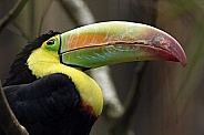 Keel-billed Toucan