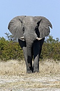 African Elephant - Botswana