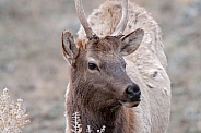 Wild spike bull elk